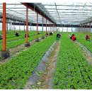 한농 농산물 이미지