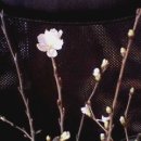 은소라 이미지