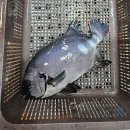 기분좋은날 | 노량진 서울수산 돌돔 시세 손질 추천, 기념일 기분 좋은 날엔 돌돔회 추천