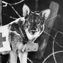 리멤버런스 이미지