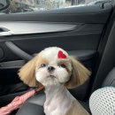 멍이댕이 이미지