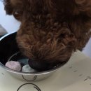 오늘뿐이개 이미지