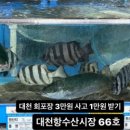 보령애견동반펜션 피노비스타 이미지