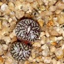 스트롱라인 이미지