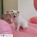 멍블리 애견카페 이미지