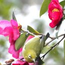 동박새우는집 이미지