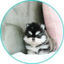 오스카코리아켄넬 이미지