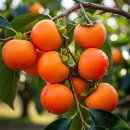 (제1028회)경주 효 재가 노인복지 센터 공연 이미지