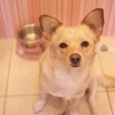 개꼬신내 이미지