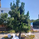 에메랄드호텔에이스 | 제주 뚜벅이 여행 2일차