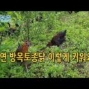 산속에토종닭