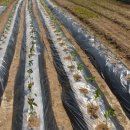 상일농장 이미지