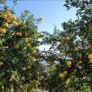 [해슐랭] 바람과 바다가 빚어낸 남해의 술 이미지