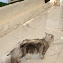 명품고양이카페 이미지