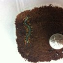 마이차우 이미지