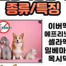 초롱동물약국 이미지