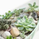 플랜테리어 홈가드닝 이미지