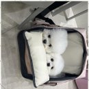 아지묭실 이미지