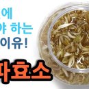 양파 효소 중년에 발효 음식을 먹어야 하는 진짜 이유 #272 이미지