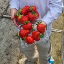 유영농장 이미지