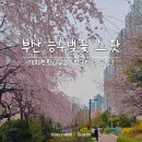 2호선 동백역 | 부산 해운대 동백역 능수벚꽃(능수벚나무) 스팟, 마리나 아파트 벚꽃 개화 상태