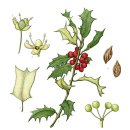 홀리호랑 이미지