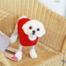 안나 제니 펫샵 이미지