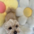 다올 그루밍 이미지