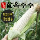 강원도 찰옥수수 국산 산지직송 20개 50개 당일배송 이미지