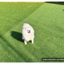 대구애견호텔 애견유치원 모여라솜뭉치 본점 | 소규모로 밀착케어 해주는 대구애견호텔 모여라솜뭉치