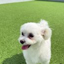 마마스미독펜트하우스 광주애견유치원&애견호텔 본점 이미지