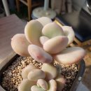 울리불리 이미지