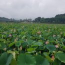 빗속의 입곡저수지 둘레길과 아라홍연의 잔치 구경(19-07-03- 29) 이미지