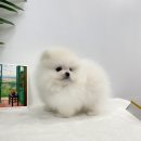 Mr.독 이미지