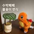 페페 | 수박페페 물꽂이 번식 후기 | 잎 하나로 키운 한 달 뒤 뿌리 상태