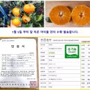 유기인증 달콤 탱글한 레드향 50% 맛보기이벤트 이미지