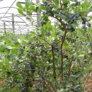 청록농장 이미지