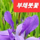 부체붓꽃나눔합니다 이미지