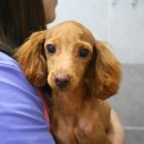 루이동물미용 이미지