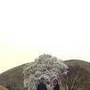 동구아름다운복지관(2대) | 경주 오릉의 봄, 목련꽃 아래서 마주한 천년의 숨결과 아쉬운 10인 빵 후기