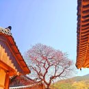 화엄사 이미지