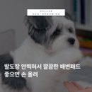 발도장 안 찍히는 강아지배변패드 킹스패드 체험팩 사용 후기