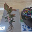 대산초교 병설유치원 이미지