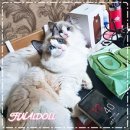 랙돌캐터리파이널돌 이미지