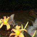 산제비나비와 긴꼬리제비나비 이미지