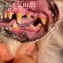 목동 동물병원 이미지