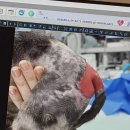 24시 리본동물영상센터 | 호동이 입원 80일차 24시 리본동물의료센터 고양이 교통사고 피부 괴사 요도루조성술