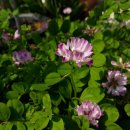 자운영 | 이색 나물,직접 키운 자운영 나물 시식 후기.