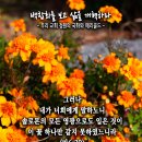 핸드폰 배경화면&잠금화면_20231029_마태복음 6장 29절_백합화를 보고 삶을 개혁하라_오순절 후 스물두 번째 주일 묵상_우리 교회 이미지