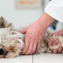 광주첨단YB동물병원 이미지